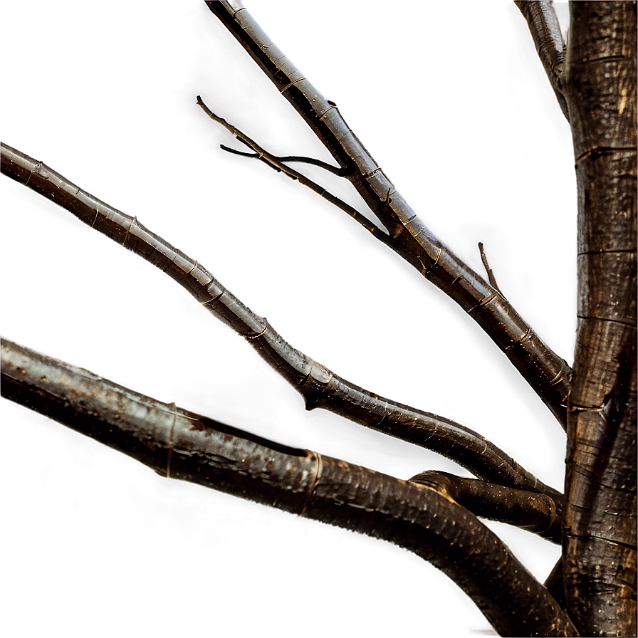 Twisted Branches Png 9 PNG Image