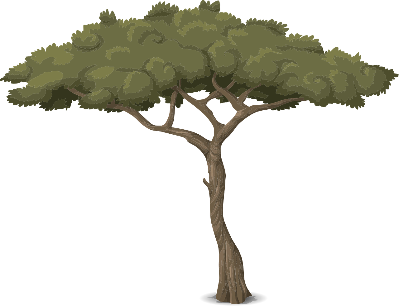 Twisted Tree Trunk Illustration PNG Image