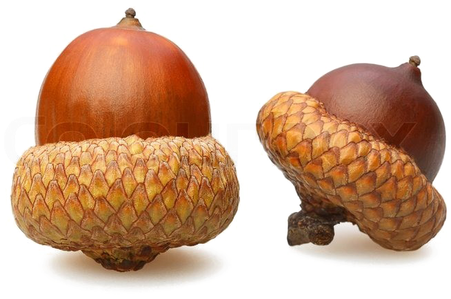 Two Acorns Isolatedon White PNG Image