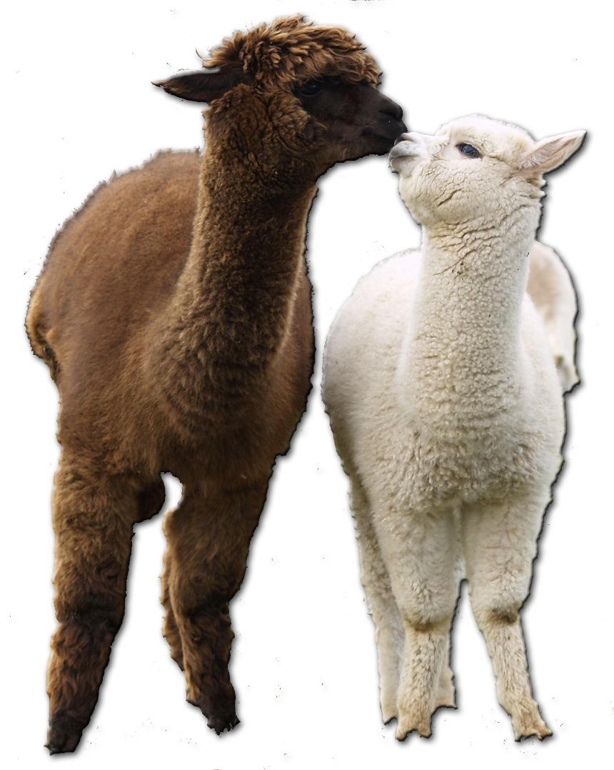 Two Alpacas Affectionate Moment.png PNG Image