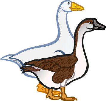 Two Cartoon Geese Illustration PNG Image