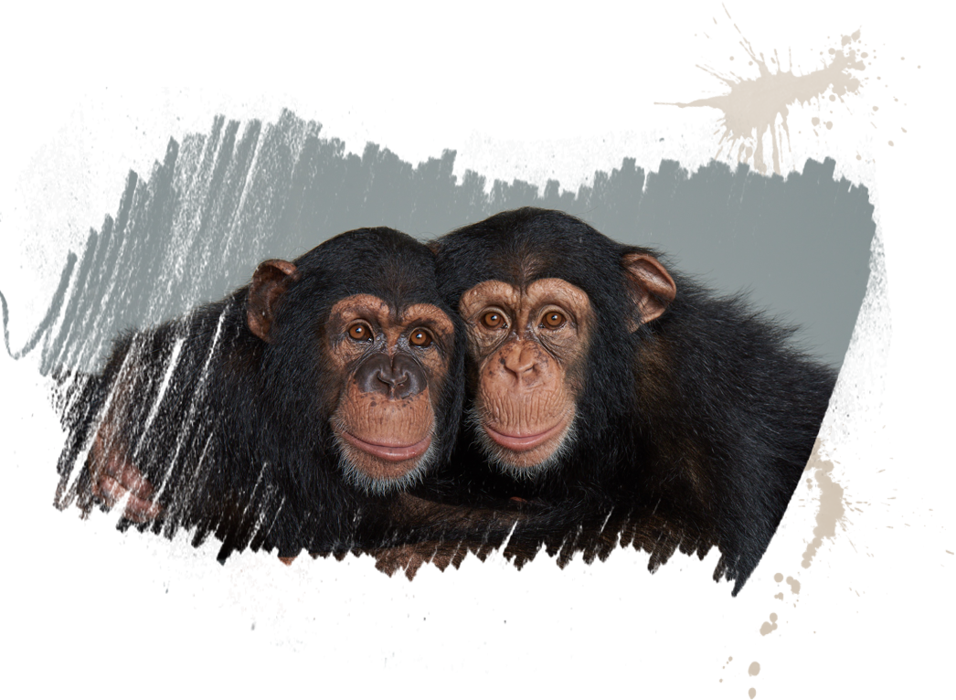 Two Chimpanzees Side By Side PNG Image