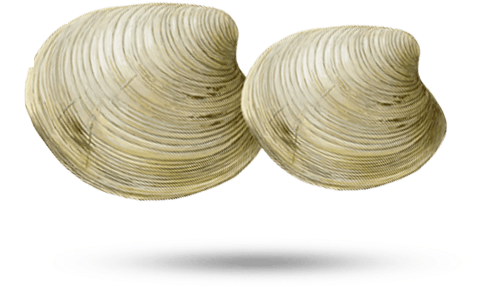 Two Clams Shell Illustration PNG Image