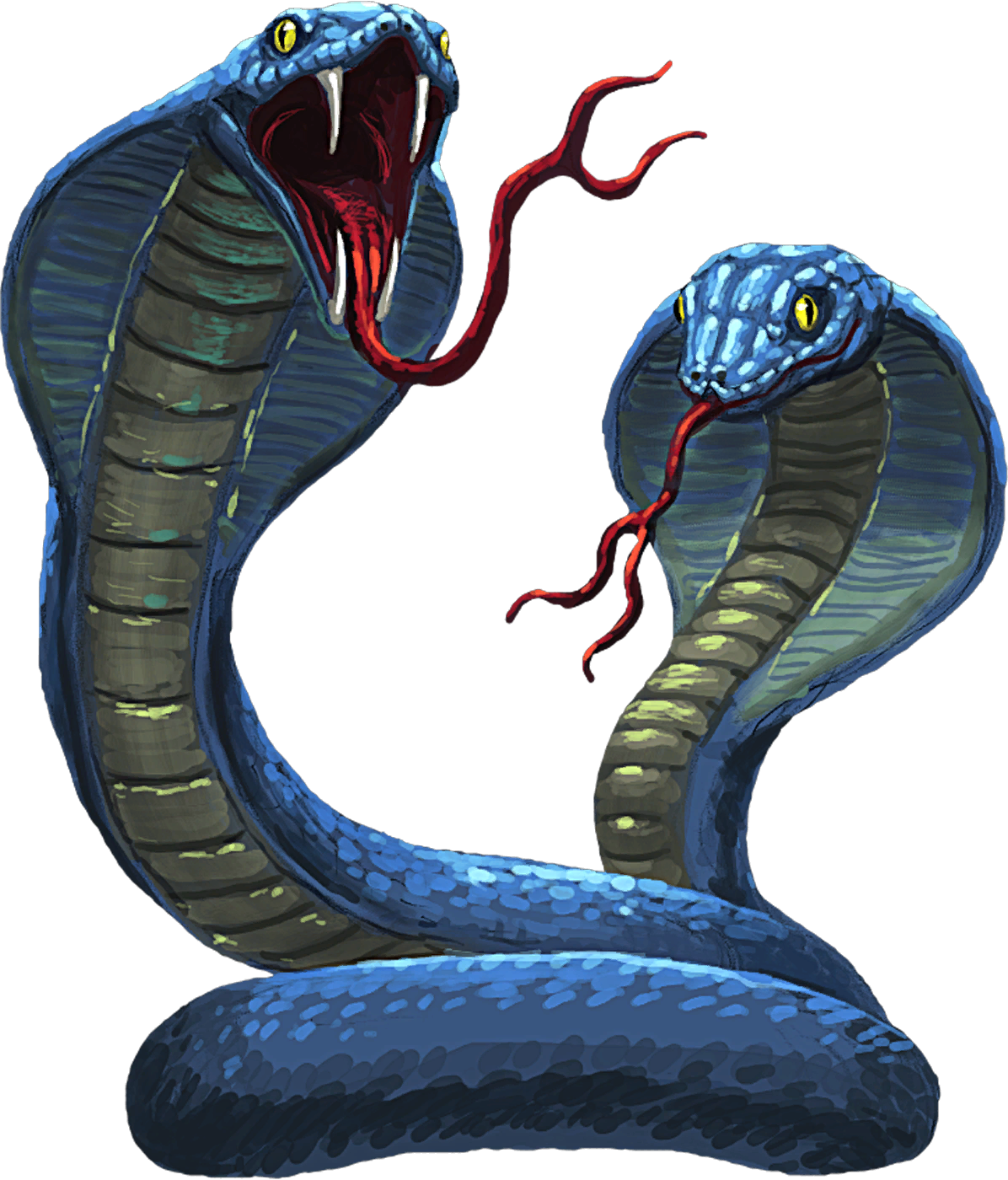 Two Cobras Illustration PNG Image