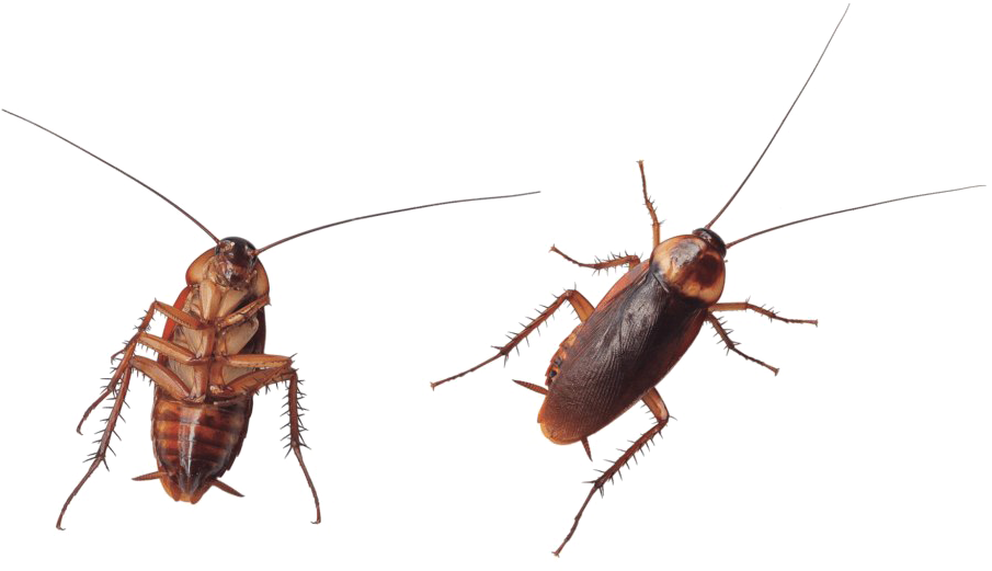 Two Cockroaches Transparent Background PNG Image