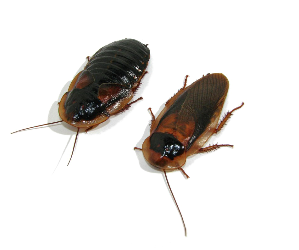 Two Cockroaches Transparent Background PNG Image