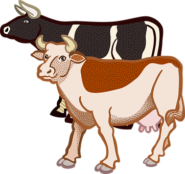 Two Cows Illustration PNG Image