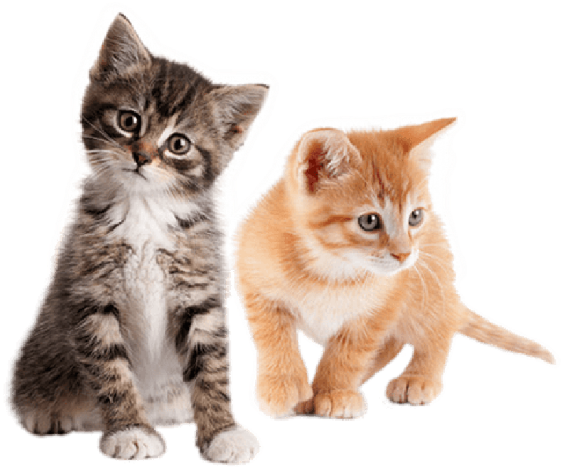 Two Cute Kittens Together PNG Image