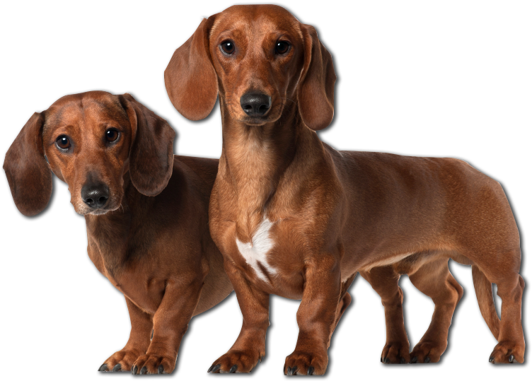 Two Dachshunds Standing Together PNG Image