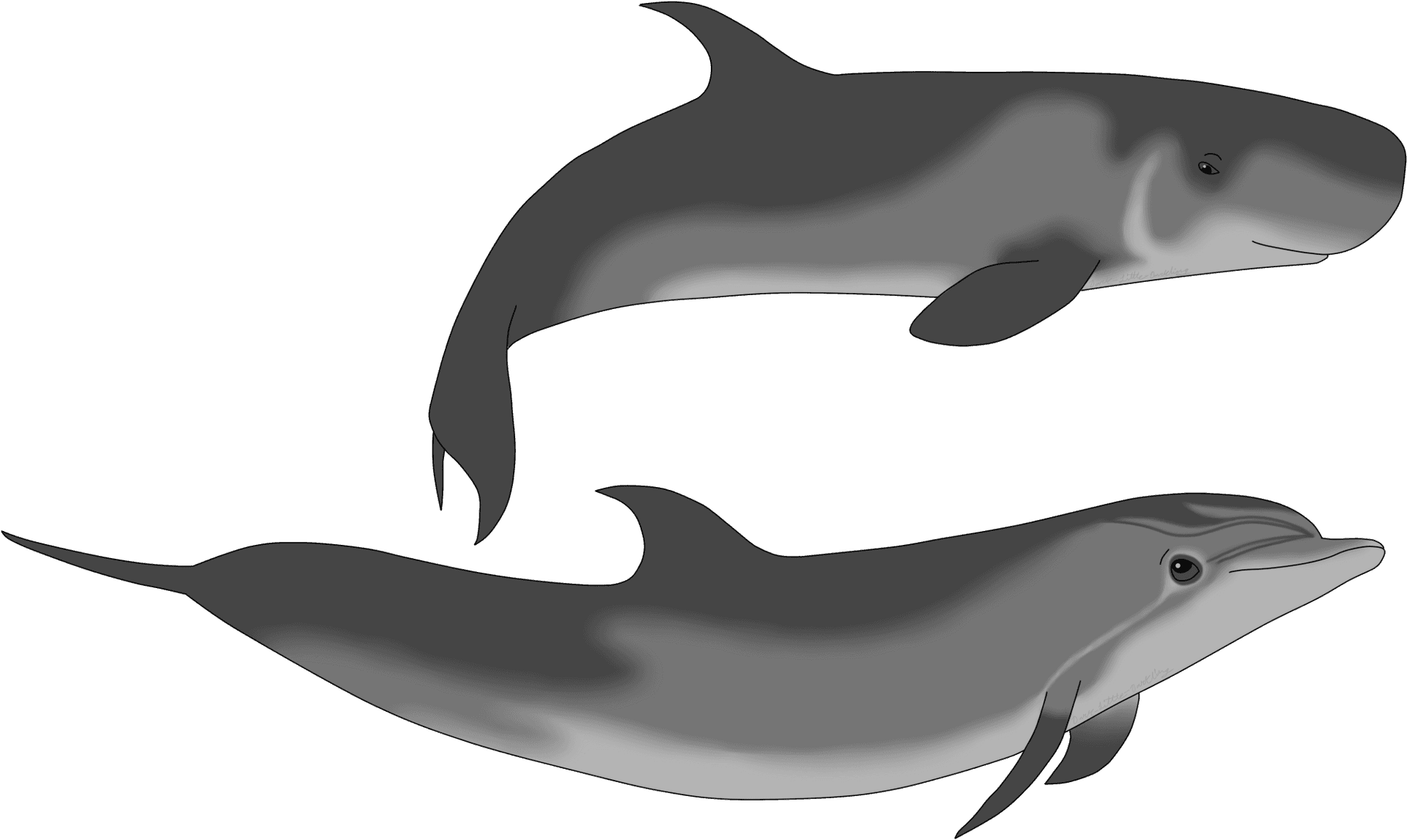 Two Dolphins Illustration PNG Image