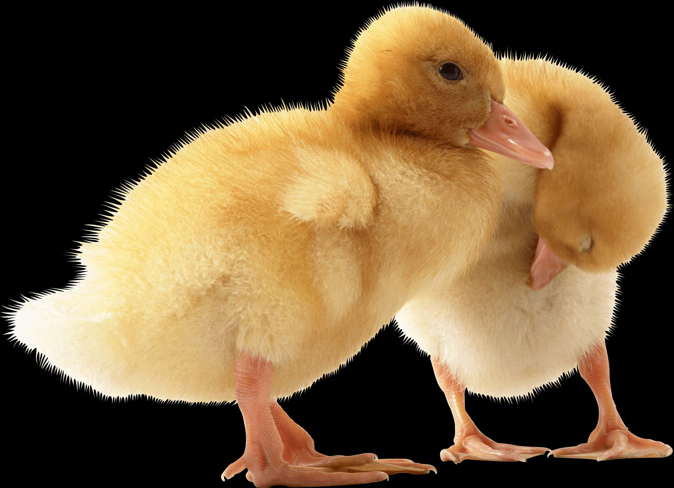 Two Ducklings Black Background PNG Image