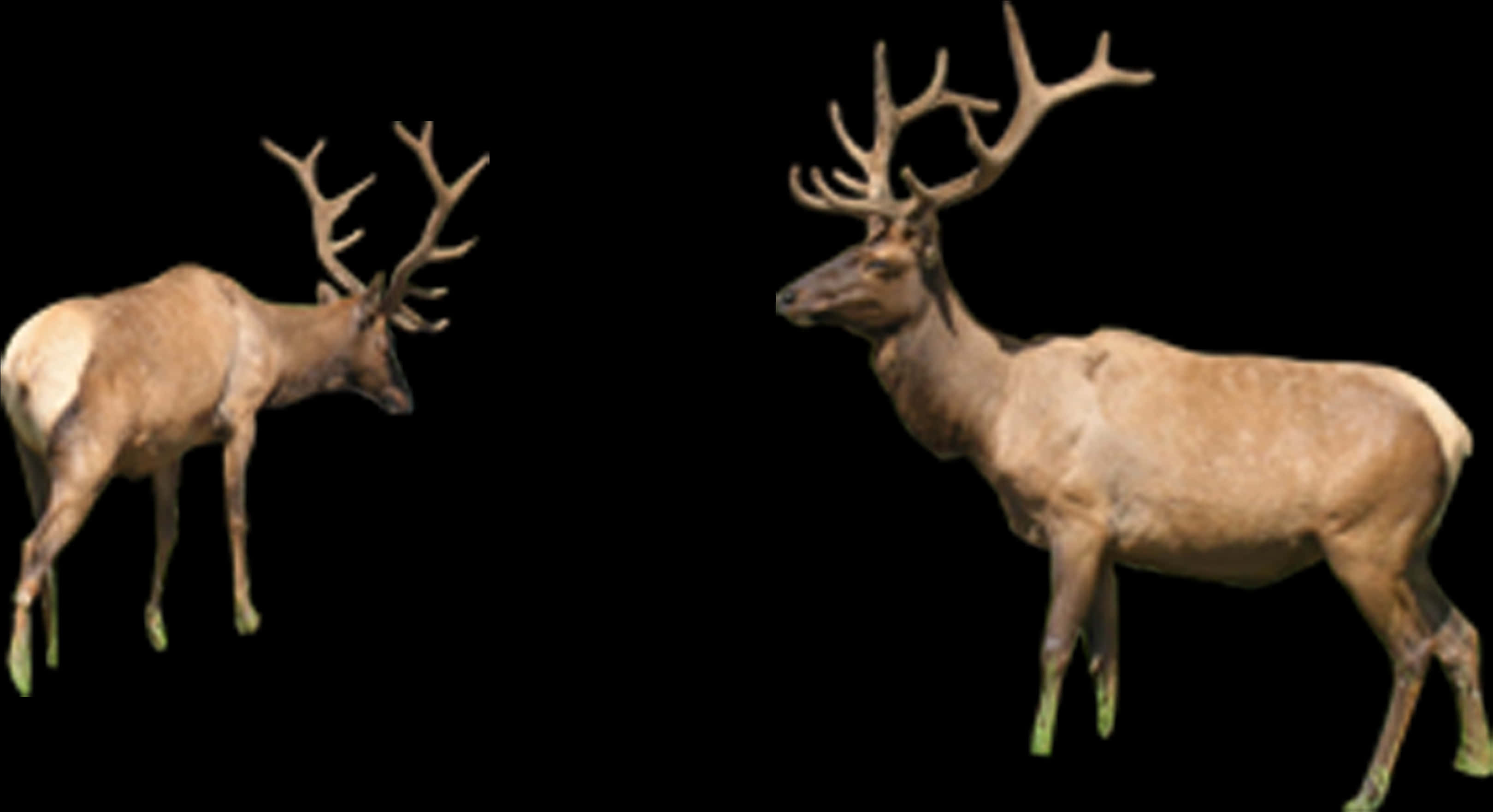 Two Elk Standing Against Black Background PNG Image