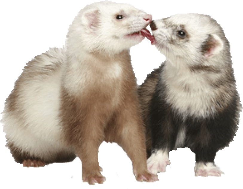 Two Ferrets Sharing Treat PNG Image