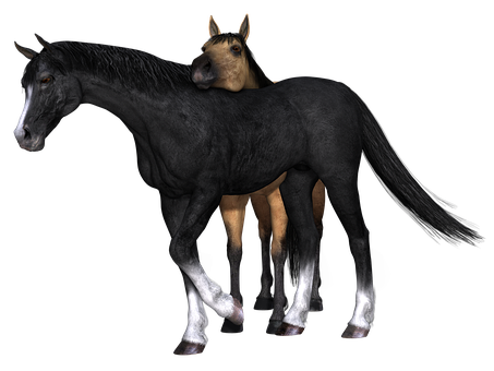 Two Headed Horse Illusion PNG Image