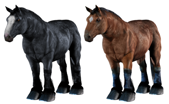 Two Horses Blackand Brown PNG Image