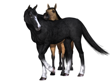 Two Horses Fused Together PNG Image