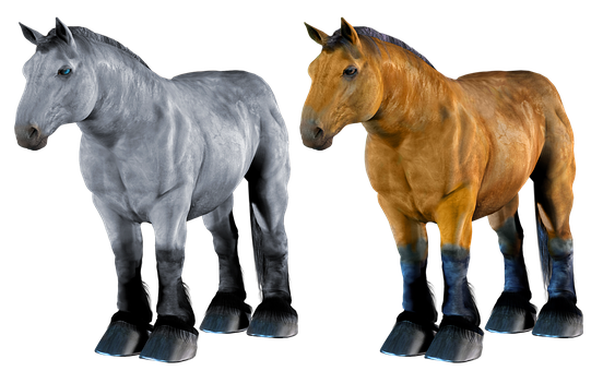 Two Horses Standing Side By Side PNG Image