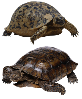 Two Turtles Black Background PNG Image