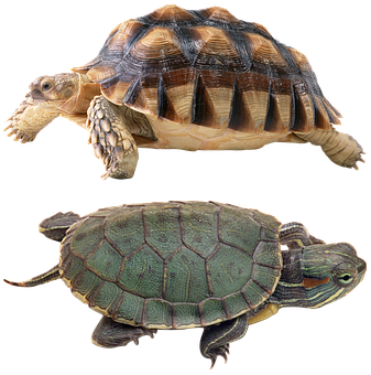 Two Turtles Comparison PNG Image