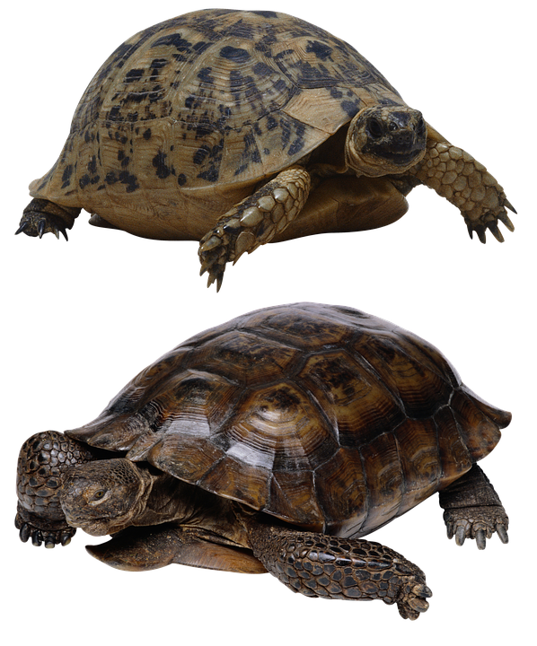 Two Turtles Transparent Background PNG Image