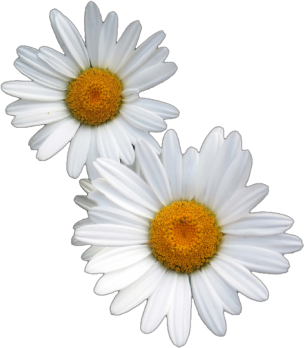 Two White Daisies Transparent Background PNG Image