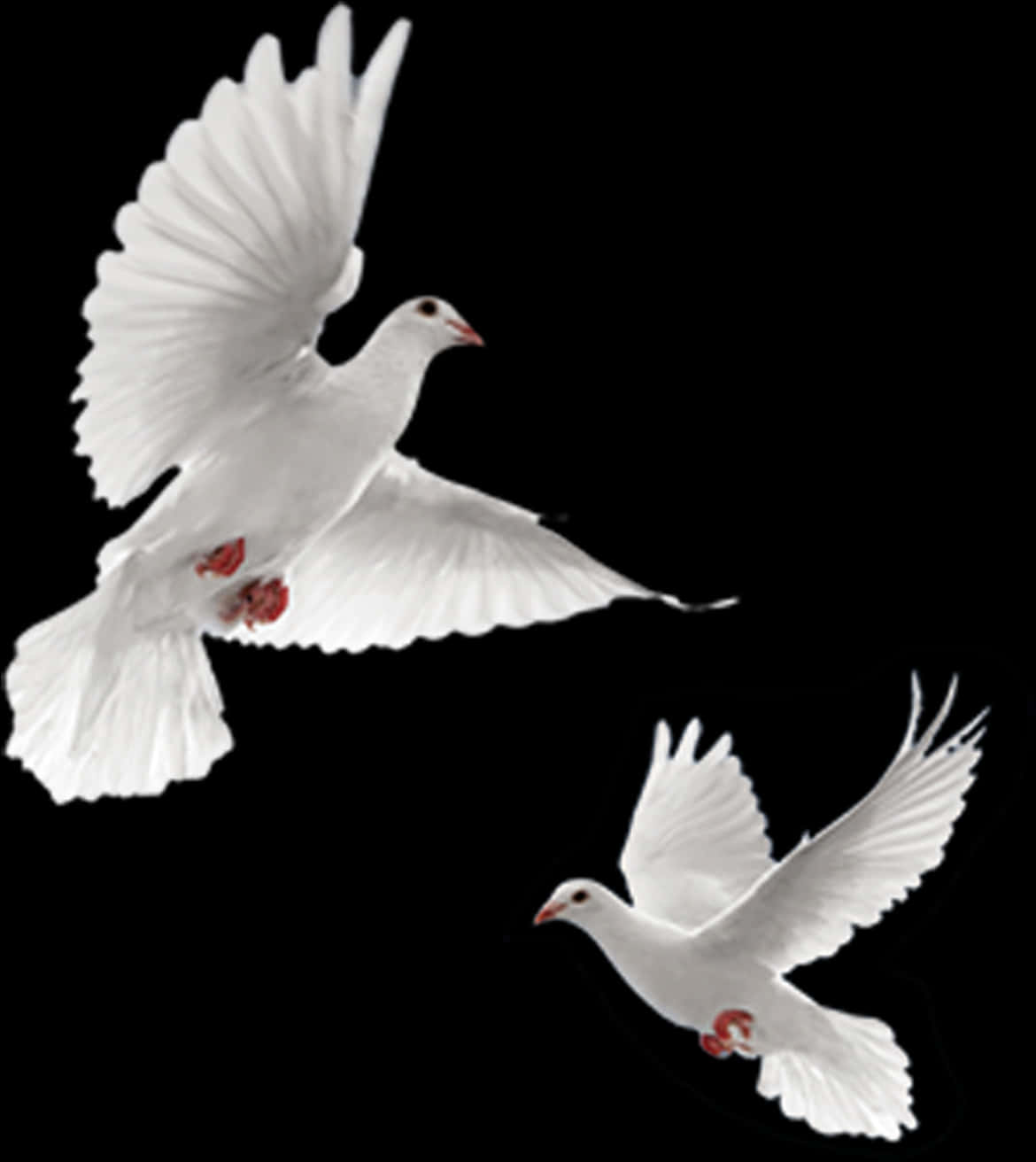 Two White Dovesin Flight PNG Image