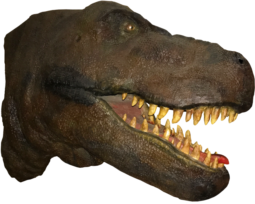 Tyrannosaurus Rex Head Model PNG Image