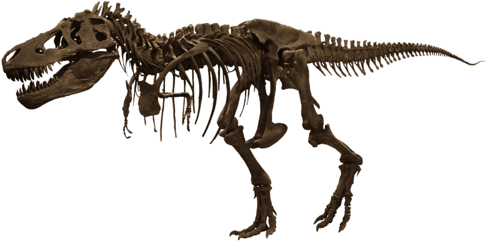 Tyrannosaurus Rex Skeleton Exhibit PNG Image