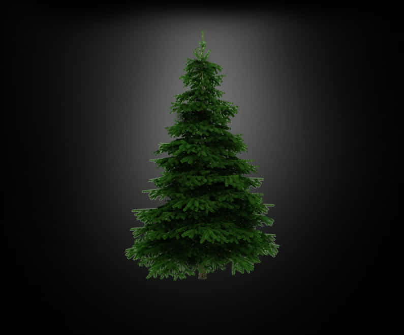 Unadorned Christmas Treeon Dark Background.jpg PNG Image