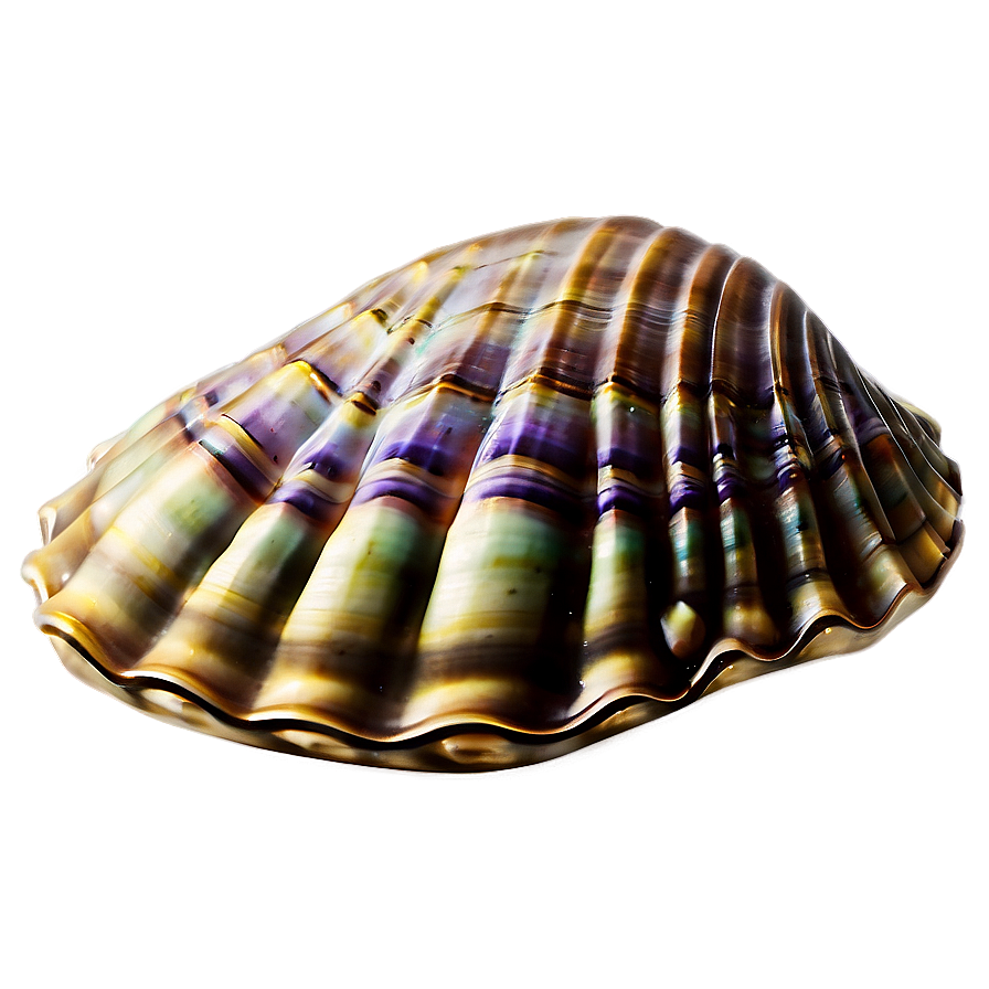 Underwater Clam Shell Png 06292024 PNG Image