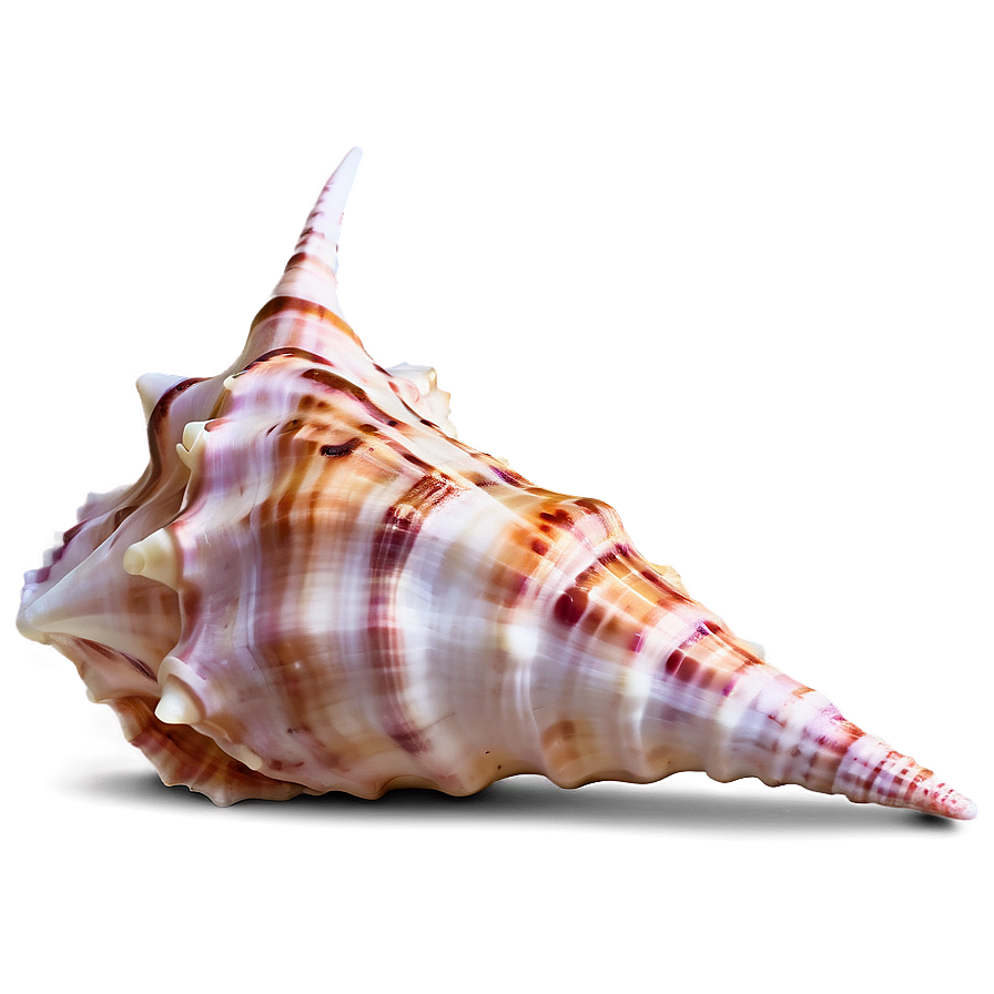 Underwater Conch Shell Photo Png Sll PNG Image