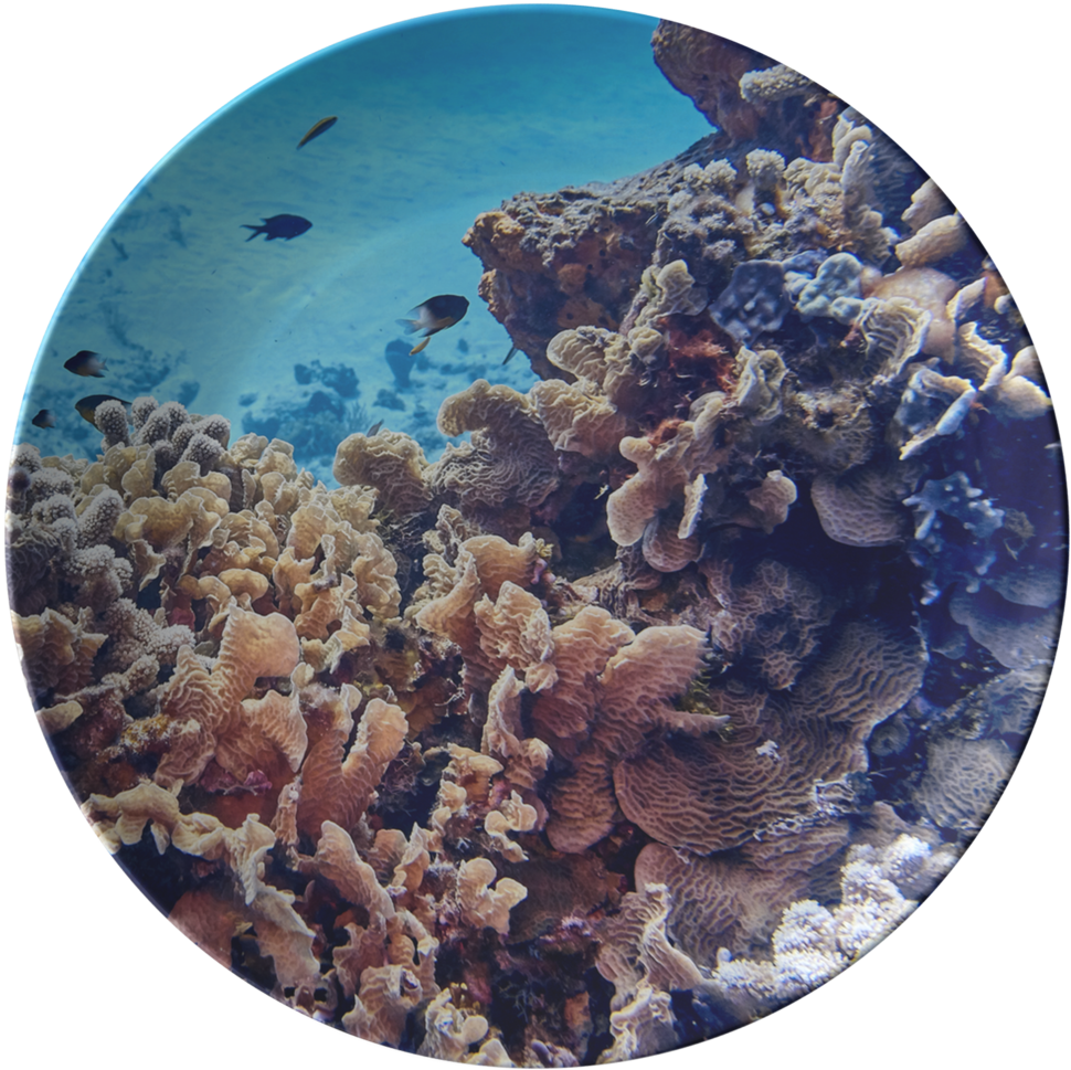 Underwater_ Coral_ Reef_with_ Fish PNG Image