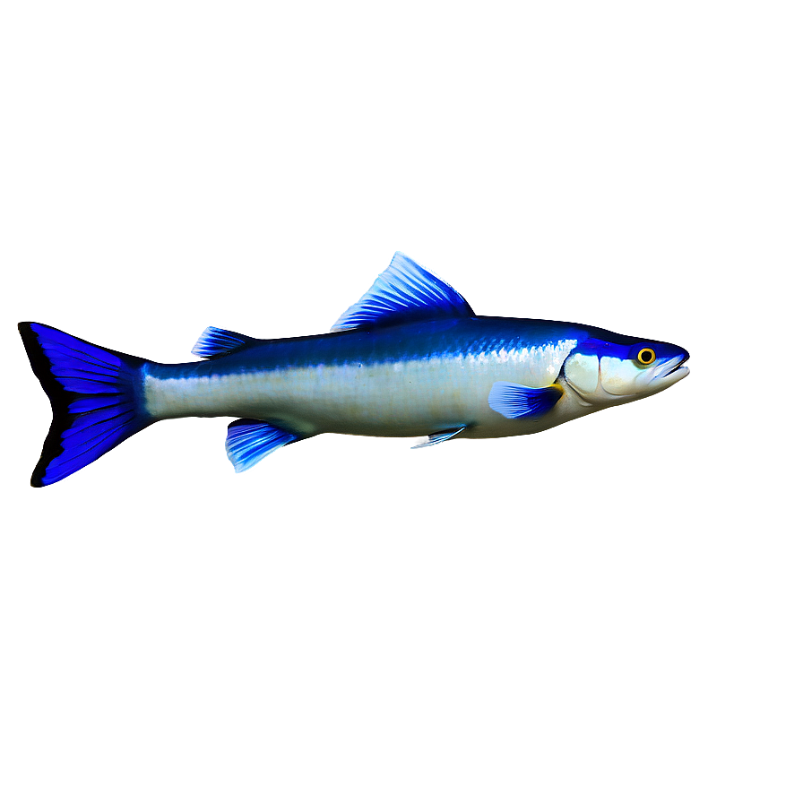 Underwater Fish Png Bgt PNG Image