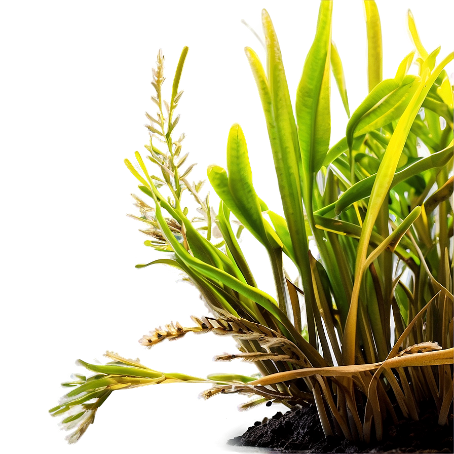 Seagrass PNG Images [100+] - SubPNG.com