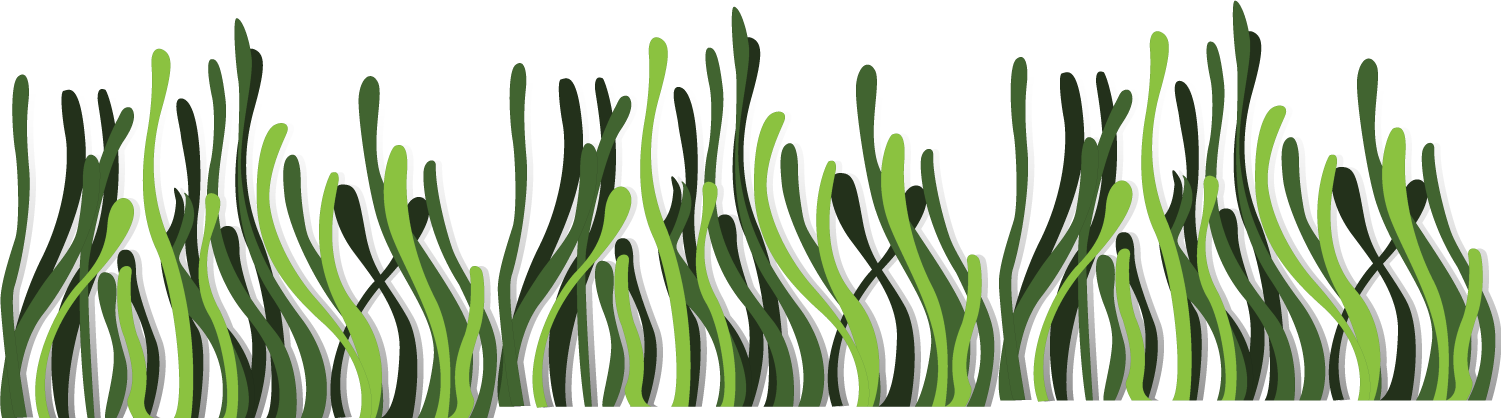 Underwater Seaweed Illustration PNG Image