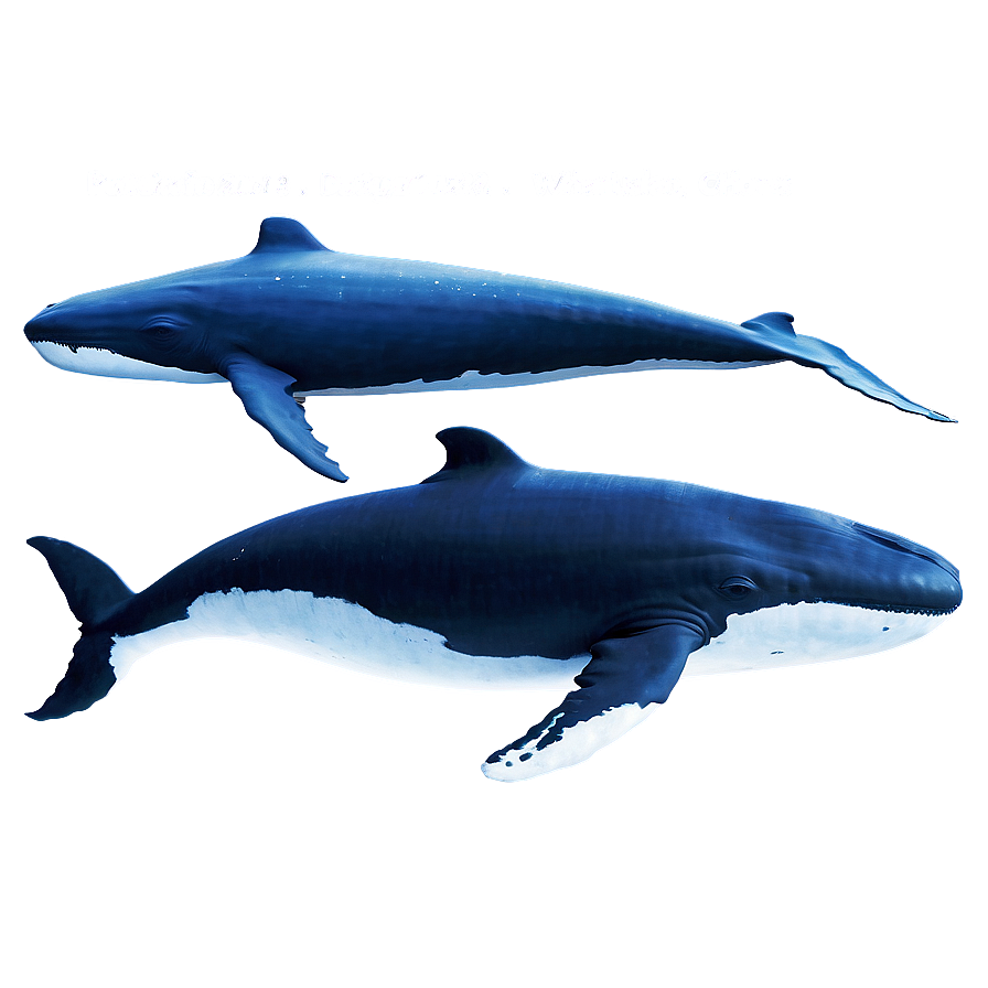 Underwater Whales Png Kaj PNG Image