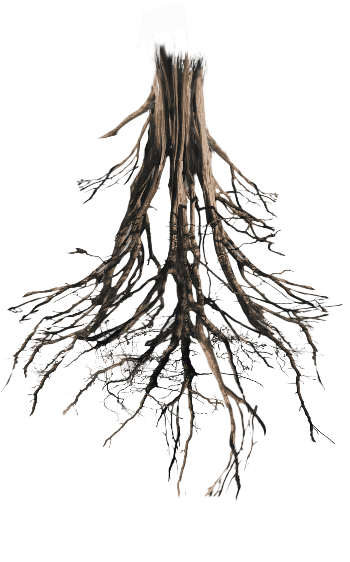 Uprooted Tree Trunkwith Roots PNG Image