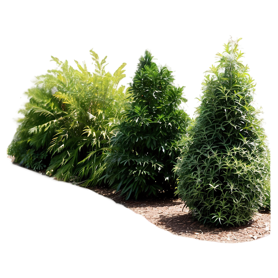 Urban Tolerant Shrubs Png Hcv77 PNG Image