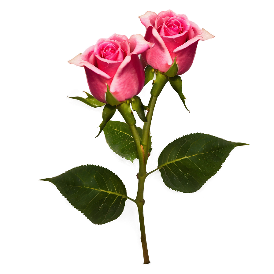 Valentines Day Roses Png 65 PNG Image