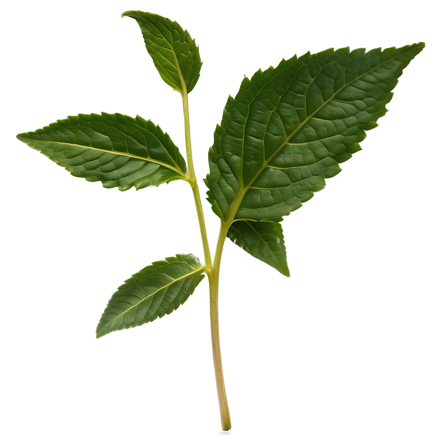 Valerian Tea Leaf Png Eoo93 PNG Image