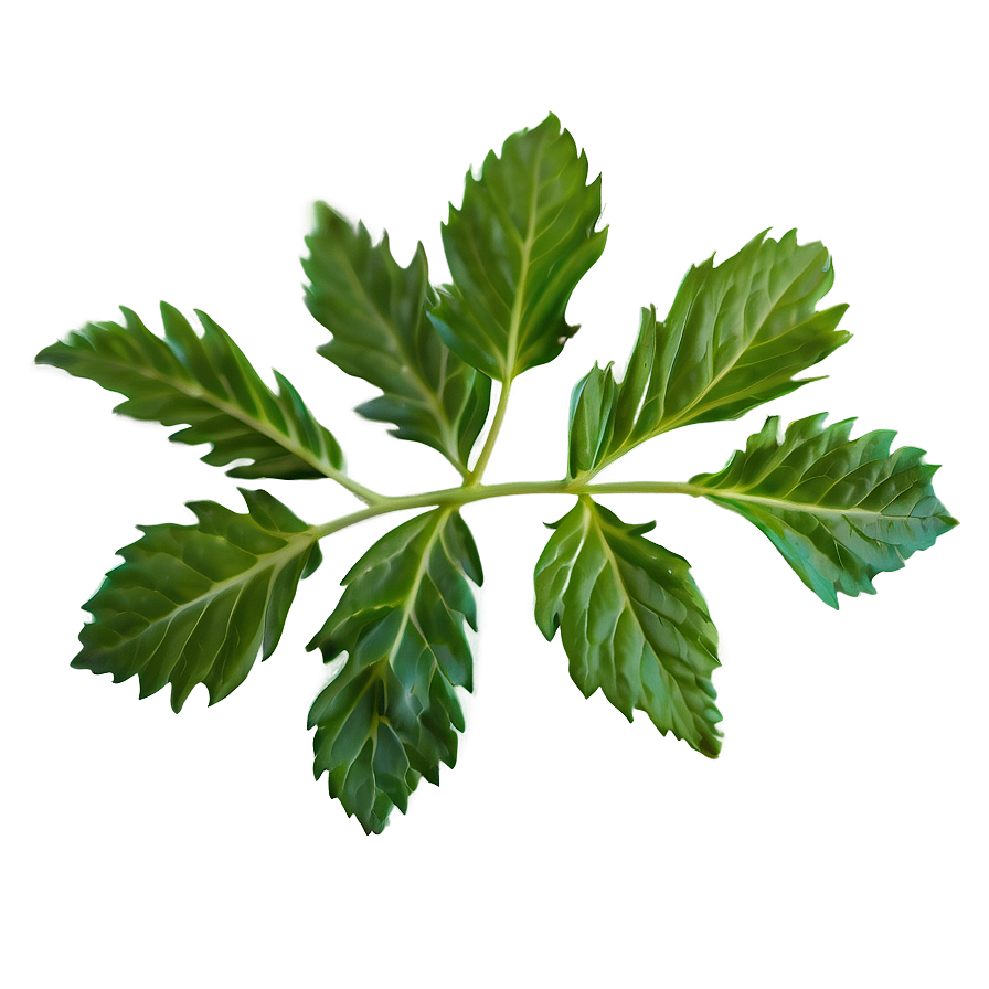 Valerian Tea Leaf Png Ndi25 PNG Image