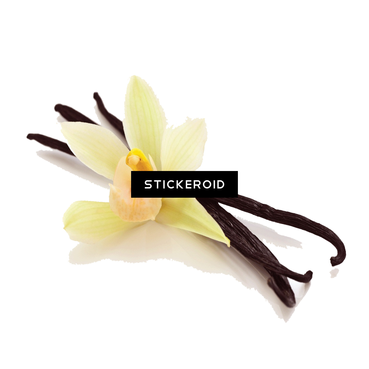 Vanilla Orchidand Beans Display PNG Image