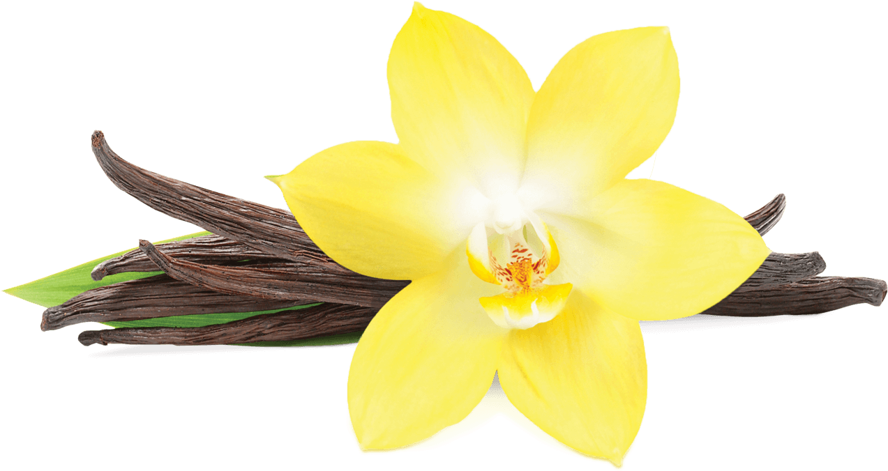 Vanilla Orchidand Pods PNG Image