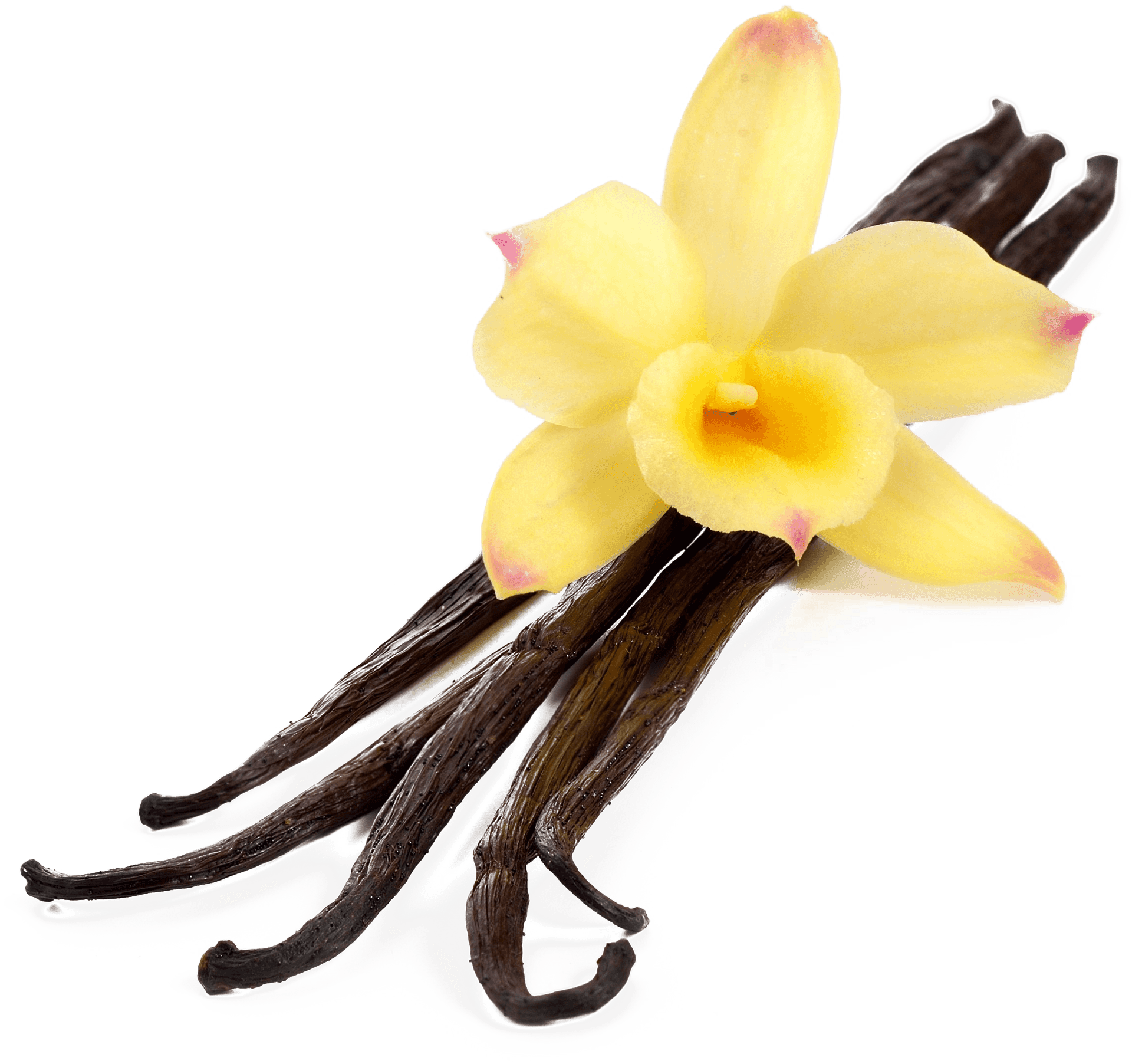 Vanilla Podsand Flower.png PNG Image