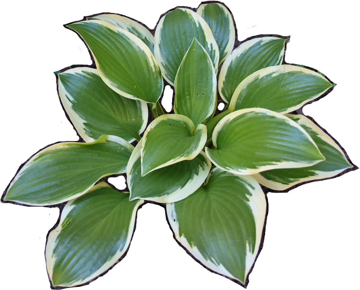 Variegated Hosta Plant Leaves PNG Image