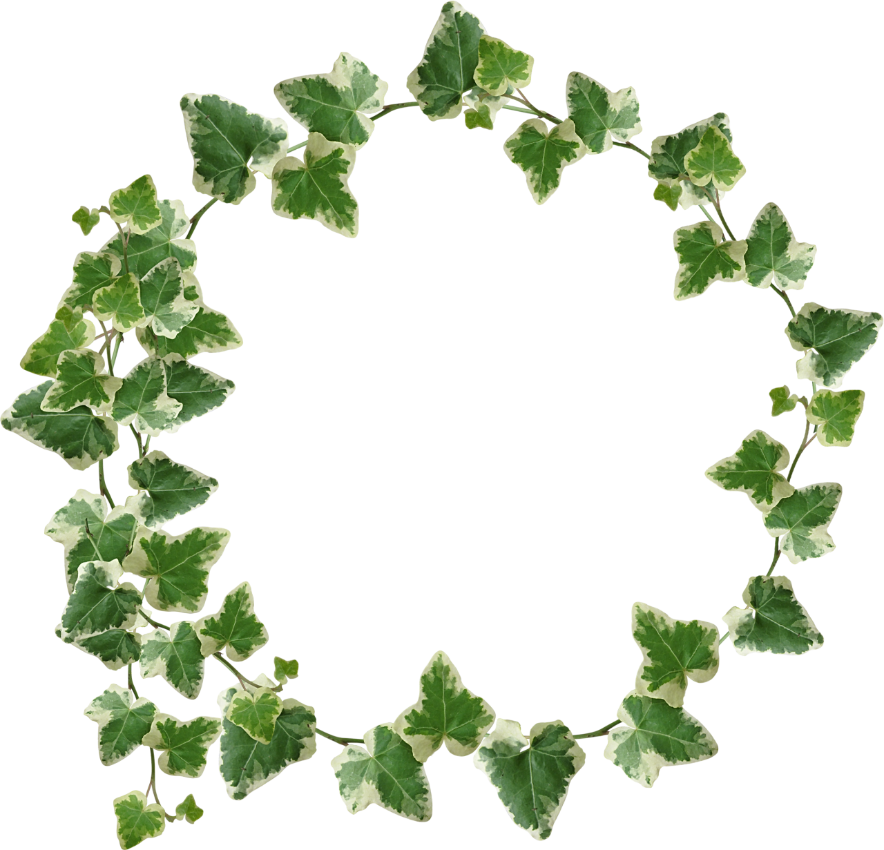 Variegated Ivy Wreath Frame PNG Image