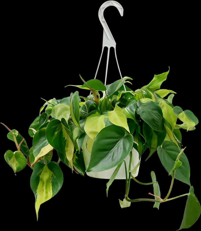 Variegated Pothos Hanging Plant Black Background PNG Image