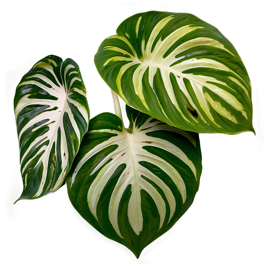 Variegated Pothos Varieties Png Oar PNG Image