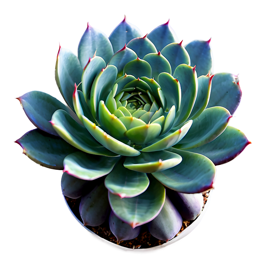 Variegated Succulent Png Bnr PNG Image