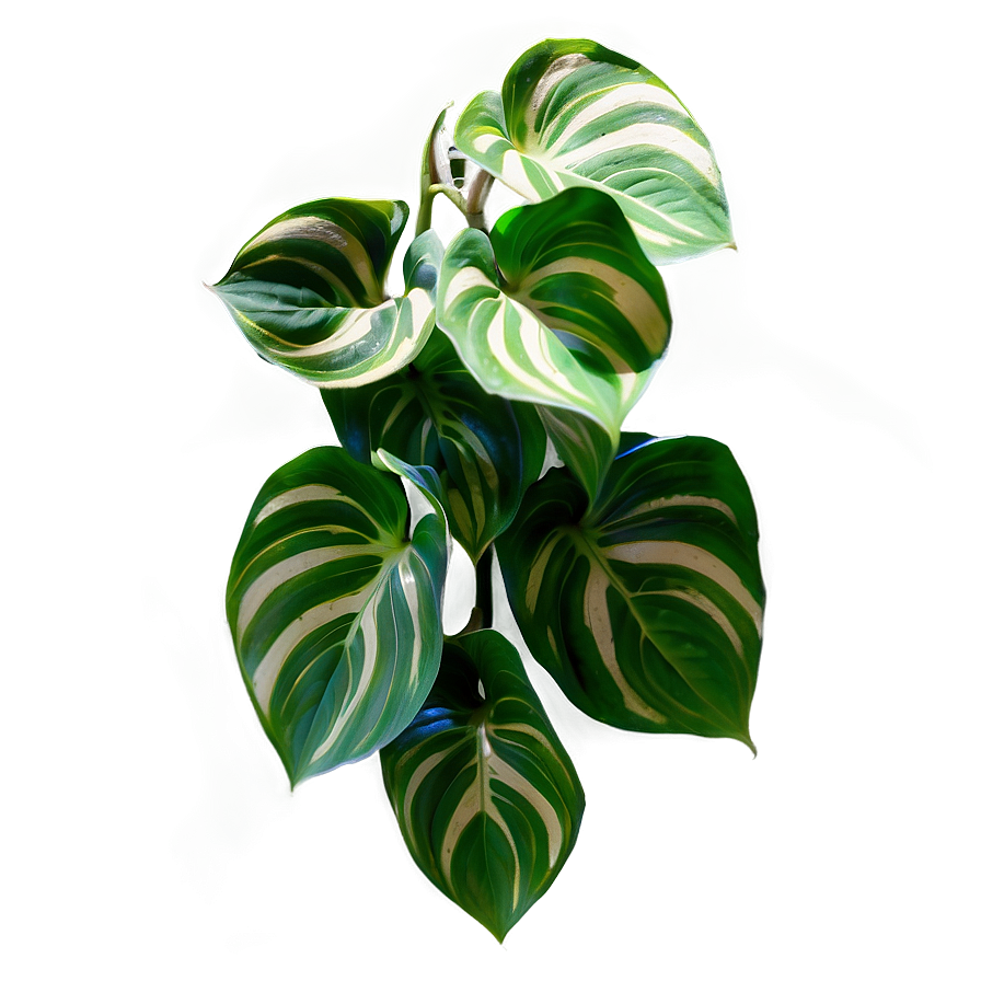 Variegation Preservation In Pothos Png 73 PNG Image